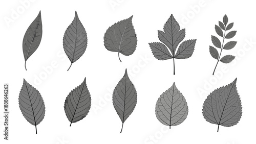 Set of ten various leaf types shown as grey silhouettes with detailed veins representing different trees and shrubs for botanical study.