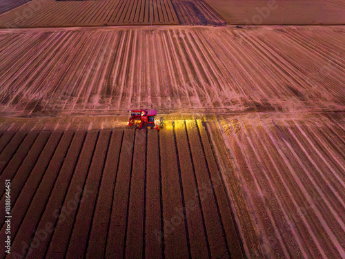 Wallpaper Mural The combine is harvesting the wheat in the evening Torontodigital.ca