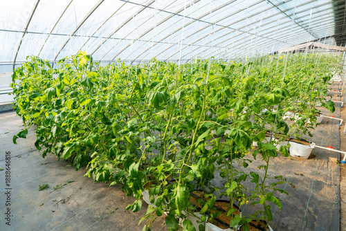 Wallpaper Mural The tomatoes in the greenhouse are growing. Torontodigital.ca
