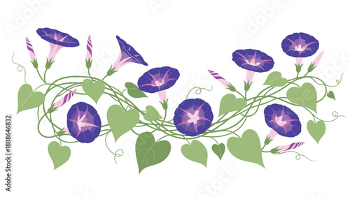 Decorative horizontal border illustration of purple morning glory flowers with winding green vines and heart shaped leaves.