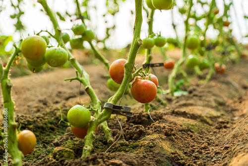 Wallpaper Mural The tomatoes in the greenhouse are growing. Torontodigital.ca