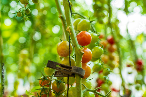 Wallpaper Mural The tomatoes in the greenhouse are growing. Torontodigital.ca