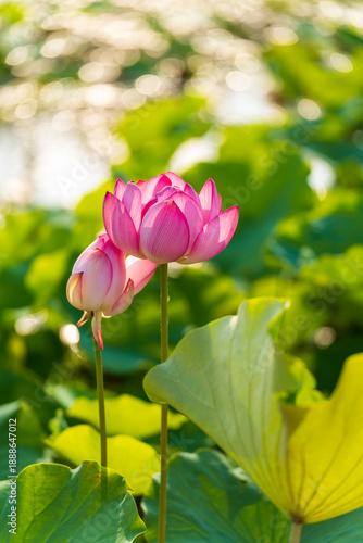 Wallpaper Mural Lotus flower on the water Torontodigital.ca