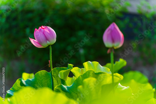 Wallpaper Mural Lotus flower on the water Torontodigital.ca