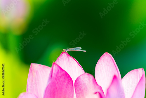 Wallpaper Mural Lotus and damselfly, A close up Torontodigital.ca