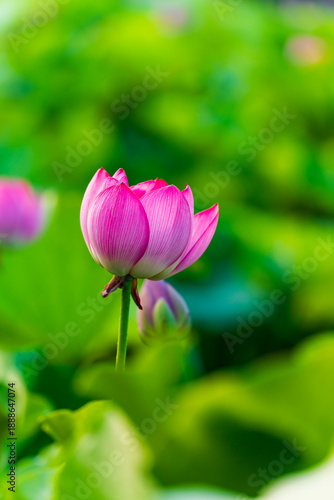 Wallpaper Mural Lotus flower on the water Torontodigital.ca