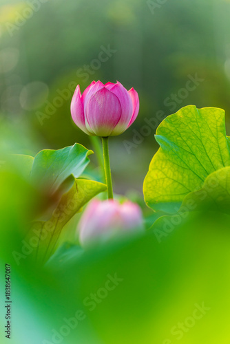 Wallpaper Mural Lotus flower on the water Torontodigital.ca