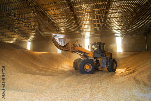 Wallpaper Mural The farmers use a loader to pile up the mature wheat. Torontodigital.ca