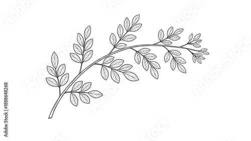 Simple black and white ink sketch of a deciduous tree branch with small oval leaves in a botanical style.
