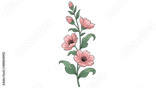 Tall vertical stem of pink mallow flowers with green leaves and closed buds in a vintage botanical illustration style.