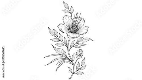 Detailed black and white botanical sketch of a single flower on a long stem with various leaves and a small bud.