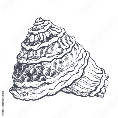 Spiral conch shell black and white line drawing. Vector seashell illustration in detailed realistic style for summer tropical designs, tourist vacation brochures and coastal clip art