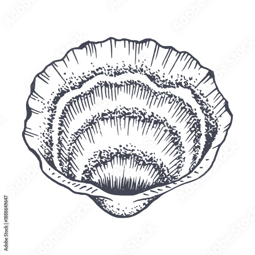 Realistic seashell black and white vector illustration. Ink clam drawing for nautical designs. Marine undersea conch mollusk sketch for summer ocean beach clip art