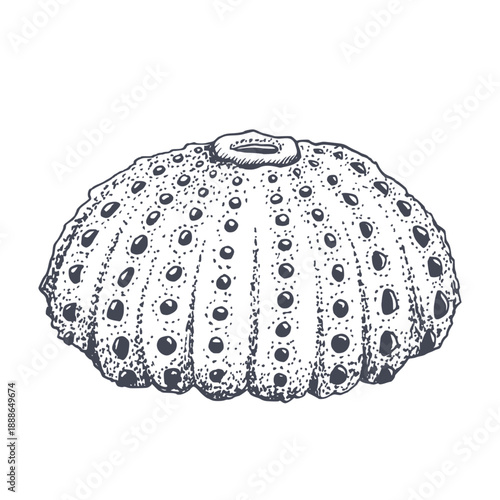 Sea urchin shell black and white vector illustration. Realistic black and white shell illustration for ocean reef nautical designs, aquarium fish products and diving brochures