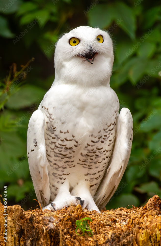 Fototapeta premium Snowy owl close-up. A beautiful snowy owl sits against a backdrop of green leaves. White owl on a green background.