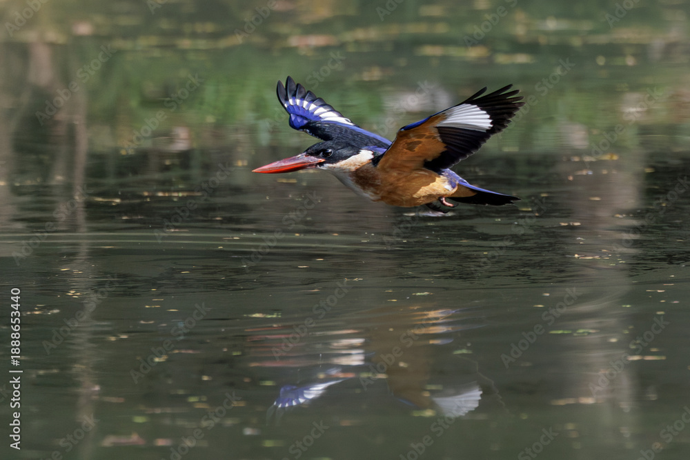 Fototapeta premium Black-capped Kingfisher, Halcyon pileata, in flight while catching prey in forest park, it has a black cap, white neck collar and throat, purple-blue wings and coral red bill, bird flying over water