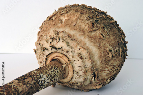 Wallpaper Mural Young unexpanded parasol mushroom cap and stem on white background, bottom view Torontodigital.ca