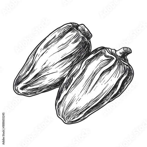 Wallpaper Mural sketch illustration of dates fruit Torontodigital.ca