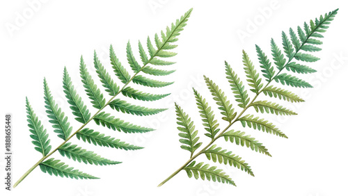 Wallpaper Mural Two green fern fronds isolated on transparent background Torontodigital.ca