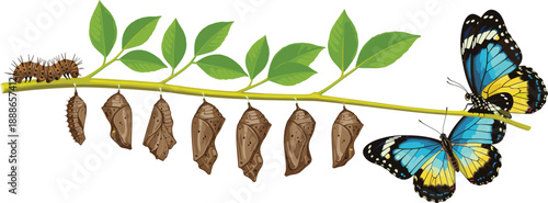 Butterfly life cycle metamorphosis vector illustration showing caterpillar, chrysalis and adult stages on branch