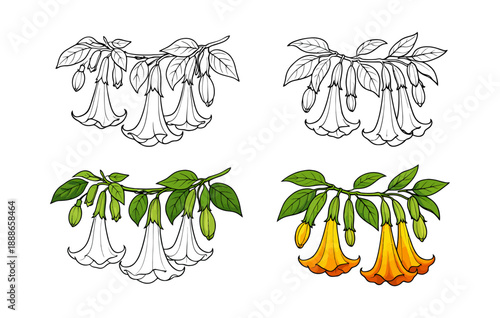 Hand drawn line art floral set featuring angel's trumpet flowers and leaves in outline and colored styles for botanical illustrations