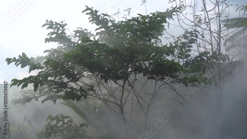 Environmental Pollution Affecting Plants Due to Open Waste Burning