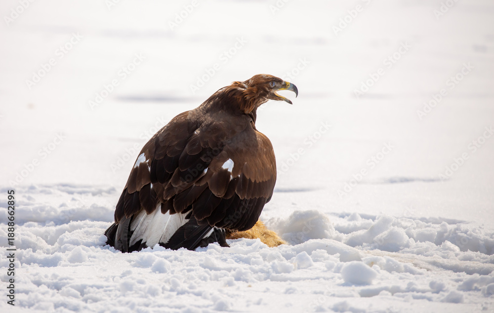 Fototapeta premium A large eagle caught a fox against a backdrop of snow. A bird of prey hunts its prey. A golden eagle sits in the snow, clinging to its prey. Falconry. A national tradition of Asia. Berkutchi,