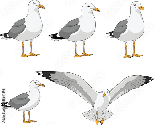 Seagull bird vector set with standing and flying poses coastal wildlife illustration isolated