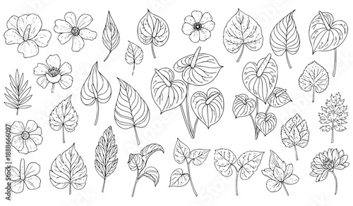 Summer Anthurium and botanical vector set with 28 outlined floral elements for design and coloring