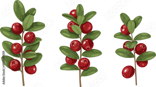 Cranberry branch vector illustration with red berries and green leaves botanical element isolated