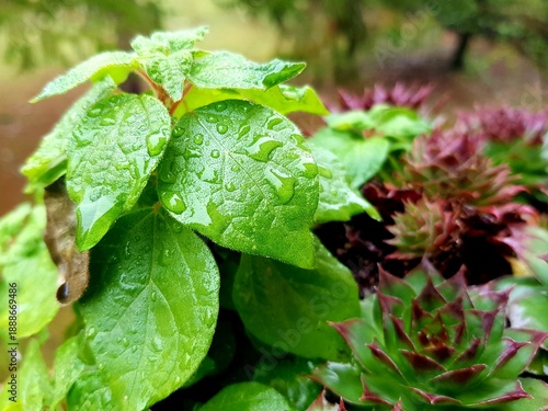 A potted plant with green leaves and red flowers is sitting on a table. The plant appears to be thriving, and the combination of green and red colors creates a visually appealing contrast