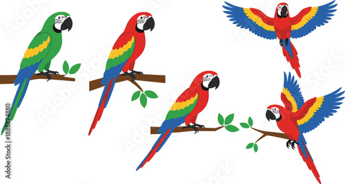 Colorful macaw parrot set with sitting and flying tropical birds on branches in bright flat vector illustration style