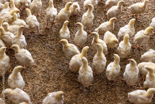 small yellow newly hatched chickens in a large poultry farm, a large number of yellow-downed chickens in a poultry farm, a breed of chicken broiler for poultry meat production
