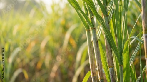 Fresh sugarcane plants with dew drops illuminated by morning light in a vast green field