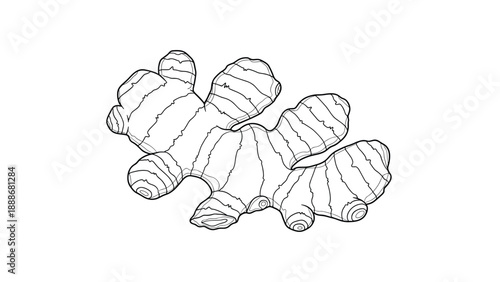 Intricate line drawing of a ginger root specimen showcasing its unique organic shapes and natural textures in a clean black and white style.