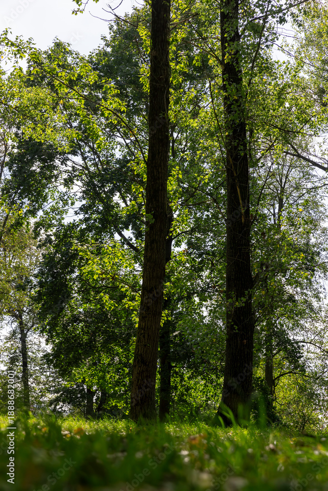 Obraz premium green foliage on deciduous trees in the park in the autumn season at the beginning of the fall, deciduous trees with colorful foliage at the beginning of the autumn season, sunny weather