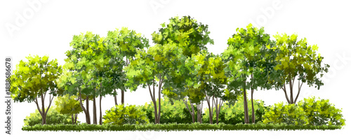 Vector watercolor green tree or forest side view isolated on white background for landscape and architecture drawing,elements for environment or garden,botanical element for exterior section in spring