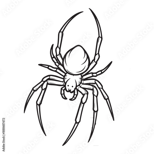 spider isolated on white background