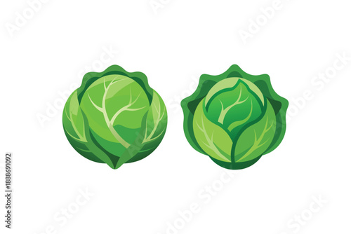 Green cabbage vegetable heads set with fresh leaves for healthy diet and vegetarian cooking recipes
