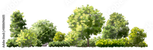  Vector watercolor green  tree or forest side view isolated on white background for landscape and architecture drawing,elements for environment or and garden,Shrub for section