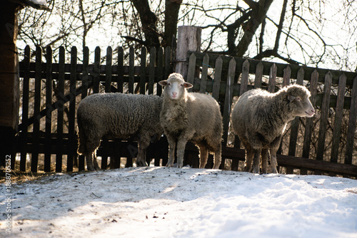 Group of sheep near wooden fence in bright sunny snowy farmyard