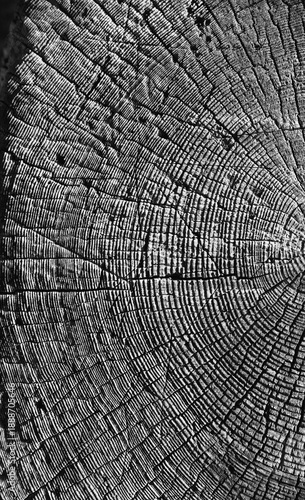 Close up of tree trunk cross section with detailed growth rings, black and white wood texture background