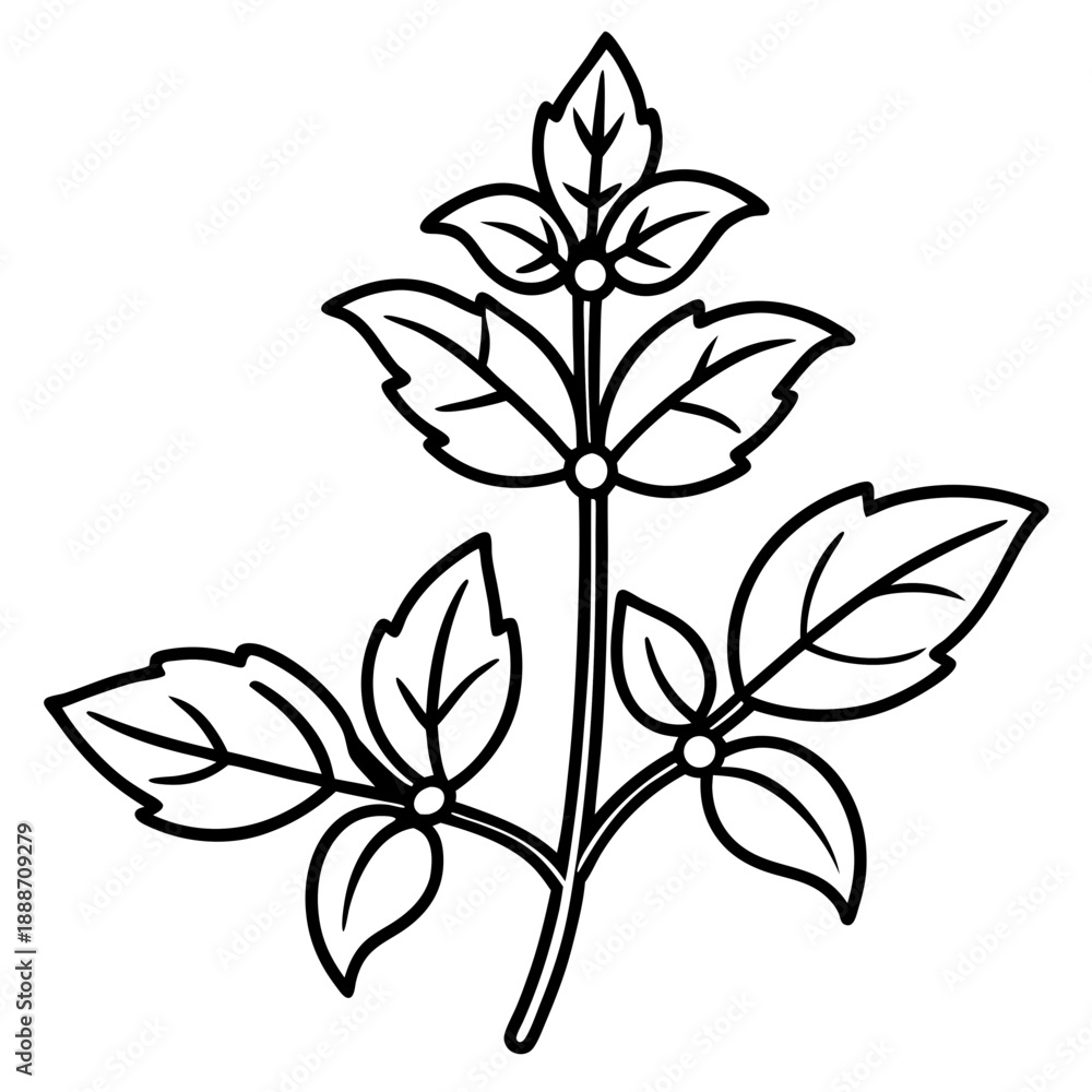 Obraz premium Oregano line art vector