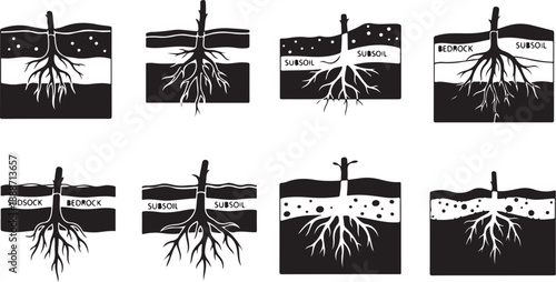 Plant Root Growth Stages in Soil Layers Illustration Set