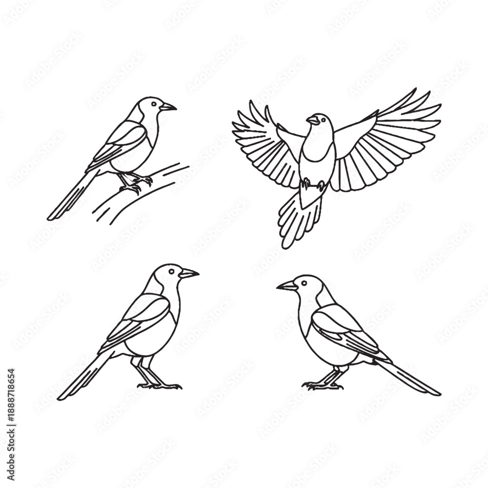 Obraz premium Four birds in different poses on white background bird drawings for coloring book