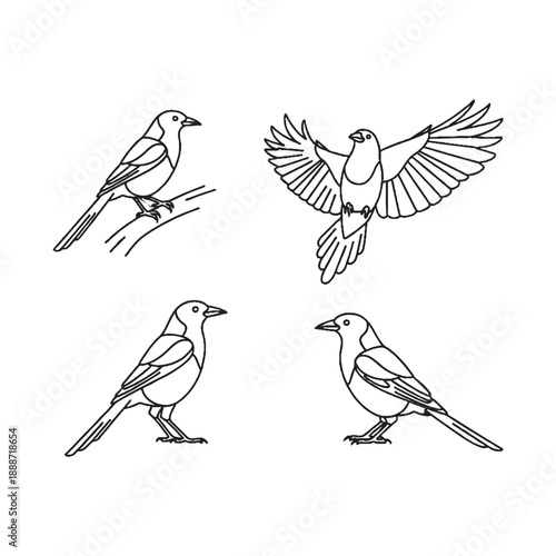  Four birds in different poses on white background bird drawings for coloring book