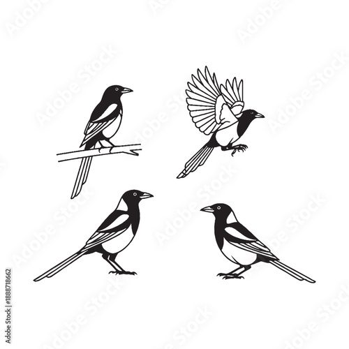 Wallpaper Mural  Four black and white magpies in various poses on white background Torontodigital.ca