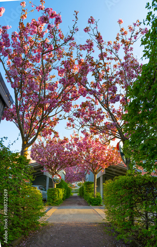 Spring walkway lined with blooming cherry trees Prunus serrulata.