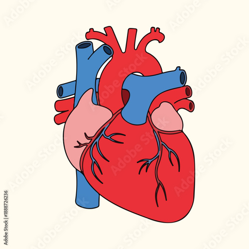 Anatomical illustration of a human heart with arteries and veins a simple vector graphic for medical and health concepts isolated on a light background