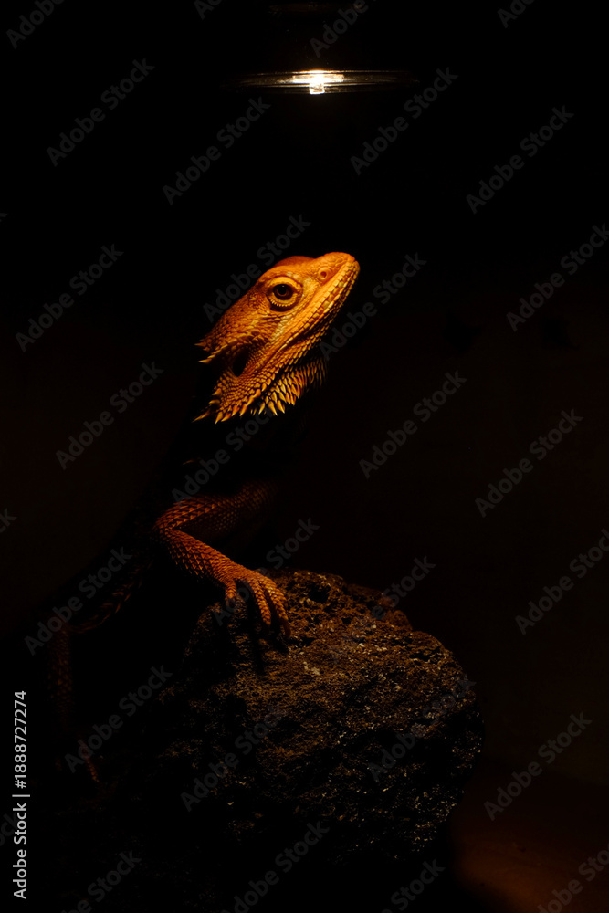 Ταπετσαρία Dark mood photo of Bearded Dragon Red Hypo basking on rock under uva uvb lamp